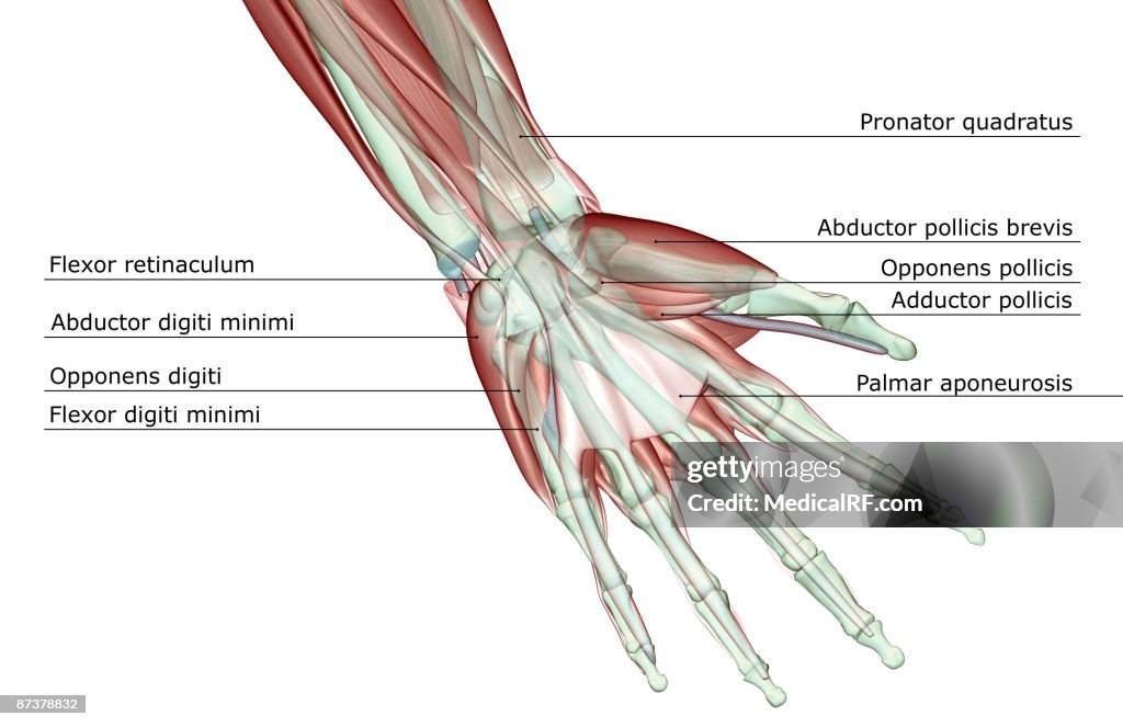The musculoskeleton of the hand