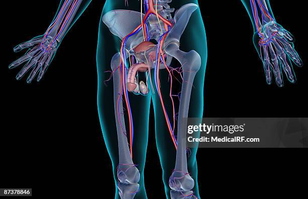 stockillustraties, clipart, cartoons en iconen met the blood supply of the male reproductive organs - iliac vein