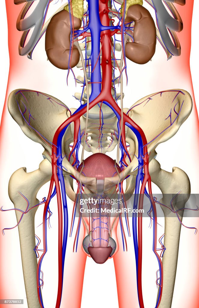 The urinary system