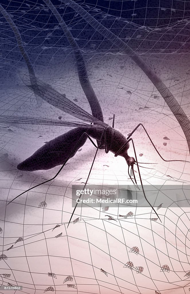 Mosquito bite