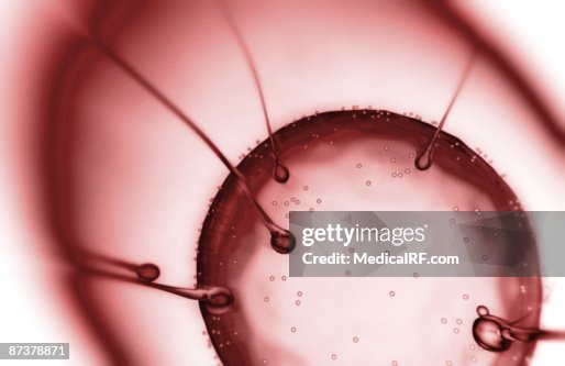 Fertilisation Fertilisation