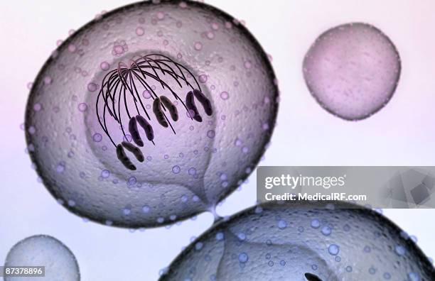 mitosis - telophase stock illustrations