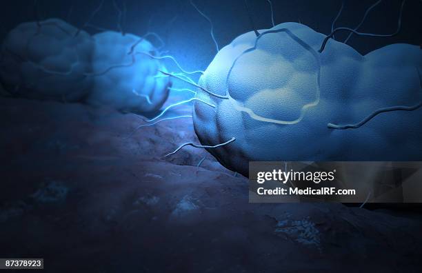 stockillustraties, clipart, cartoons en iconen met gonorrhea - neisseria gonorrhoeae