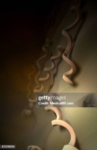 ilustrações de stock, clip art, desenhos animados e ícones de treponema pallidum - treponema pallidum