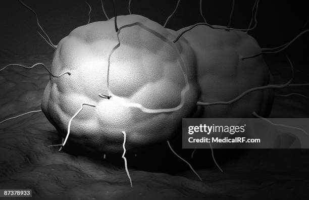 stockillustraties, clipart, cartoons en iconen met gonorrhea - neisseria gonorrhoeae