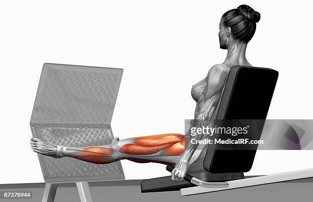 illustrazioni stock, clip art, cartoni animati e icone di tendenza di leg press - tibialis anterior muscle