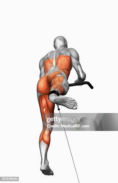 skater exercise - gastrocnemius stock illustrations