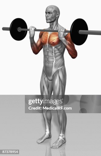 Biceps curl (Part 1 of 2) Biceps curl (Part 1 of 2)