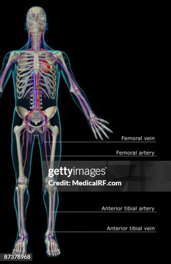 The vascular system The vascular system