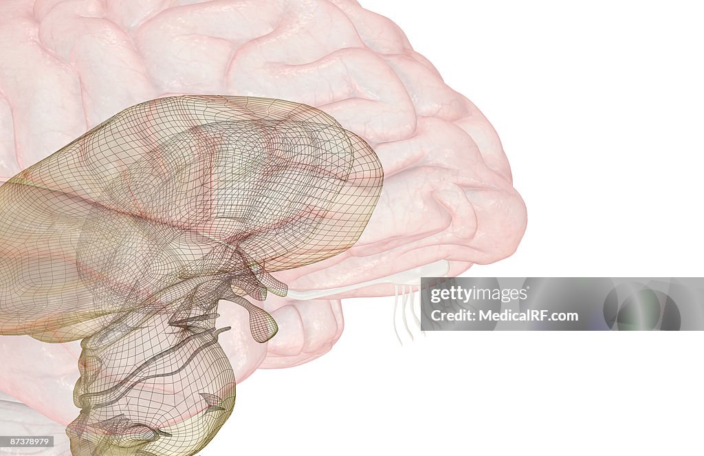 The brainstem