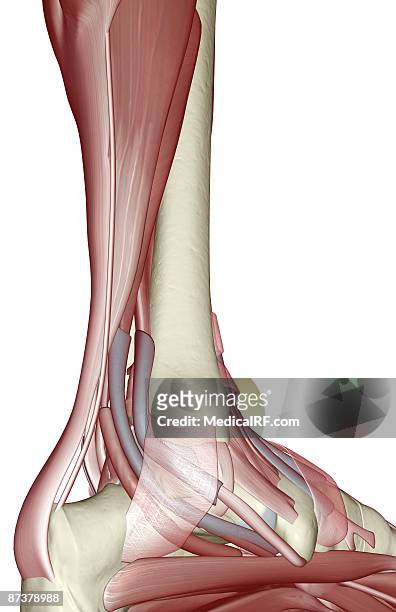 muscles of the lower leg - gastrocnemius stock illustrations