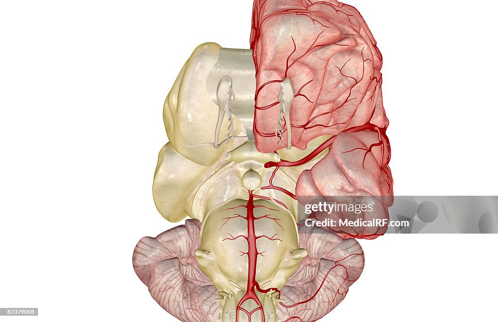 Arteries of the brain