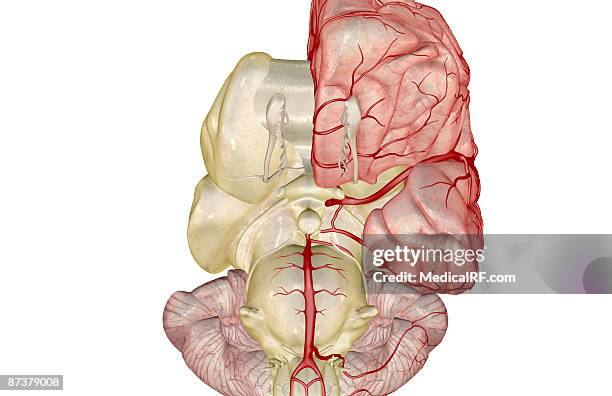 arteries of the brain - midbrain stock illustrations