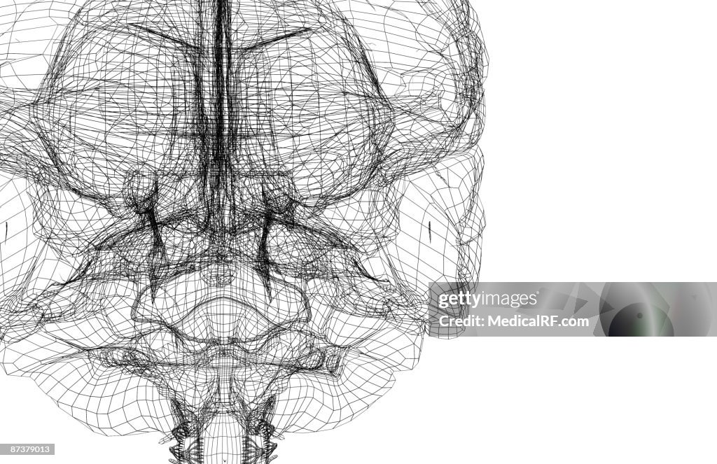 The brainstem