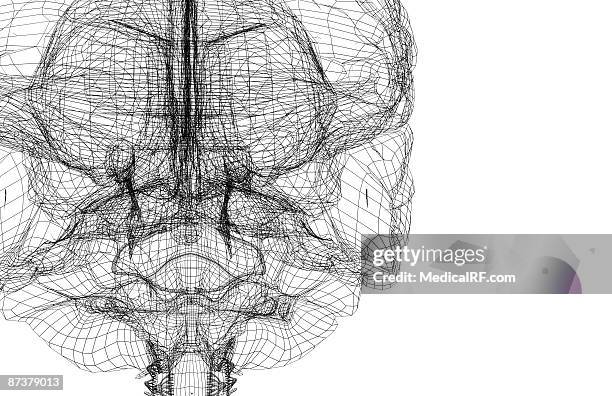 the brainstem - medulla oblongata stock illustrations