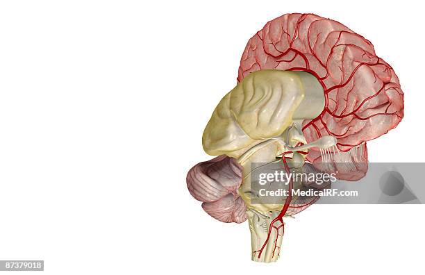 arteries of the brain - midbrain stock illustrations