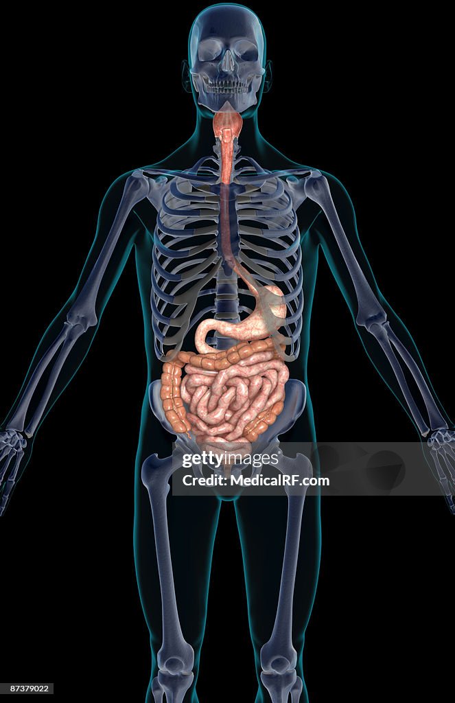 The digestive system