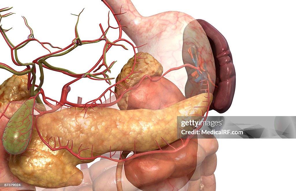 Accessory digestive organs