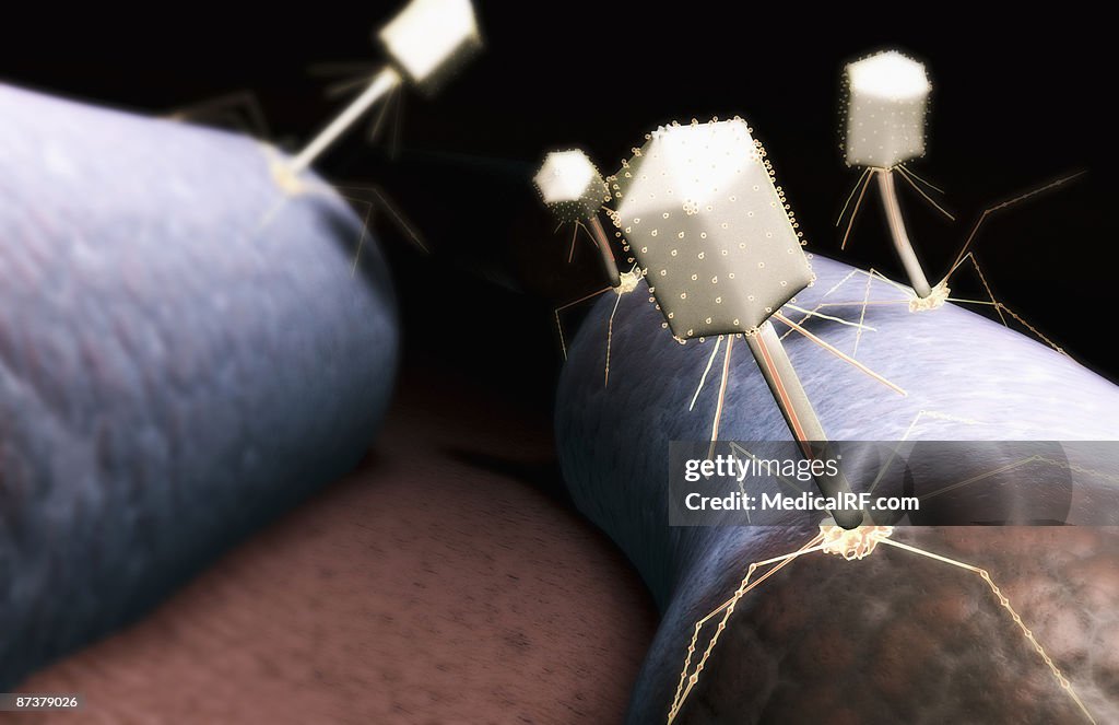 Bacteriophage