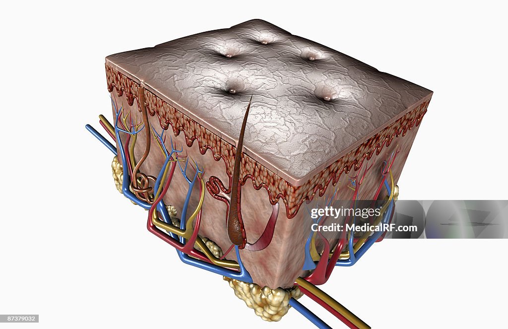 Layers of the skin