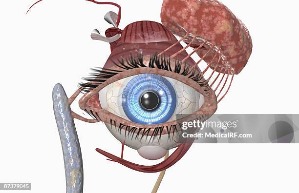 the lacrimal apparatus - exokrine drüse stock-grafiken, -clipart, -cartoons und -symbole