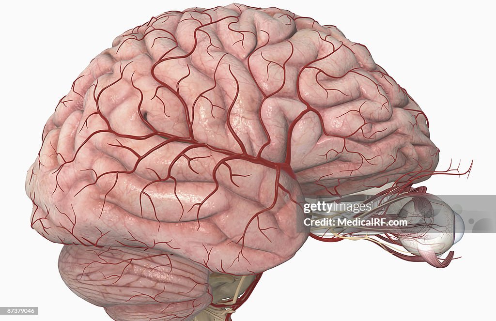 The arteries of the brain and eyes