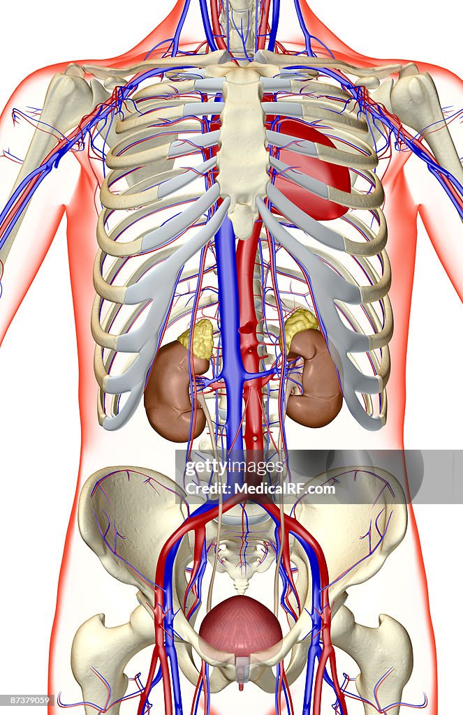 The urinary system