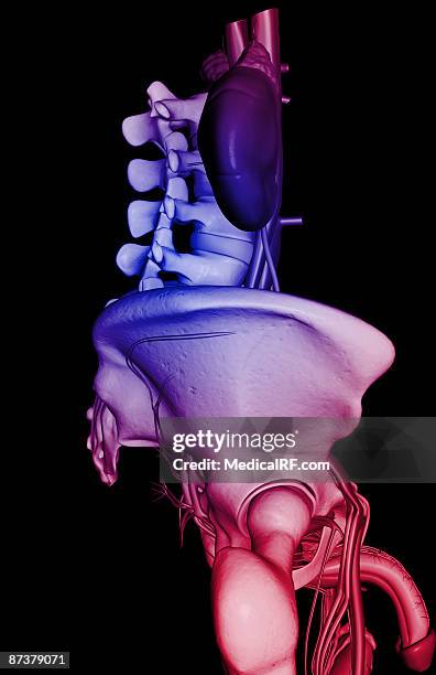 ilustraciones, imágenes clip art, dibujos animados e iconos de stock de the urinary system - escroto