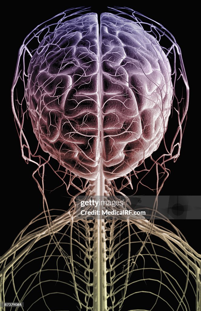 The brain and nerves of the head and neck