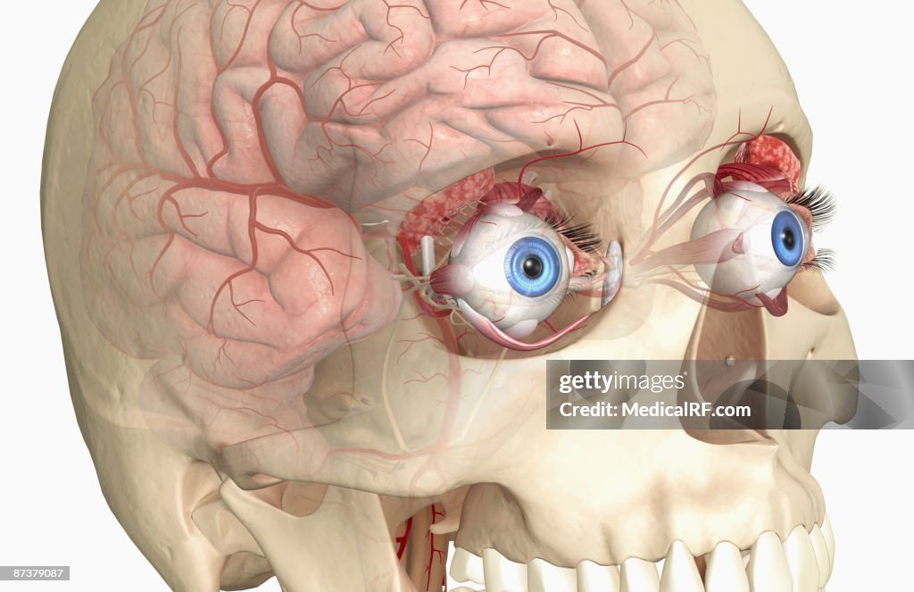 The lacrimal apparatus
