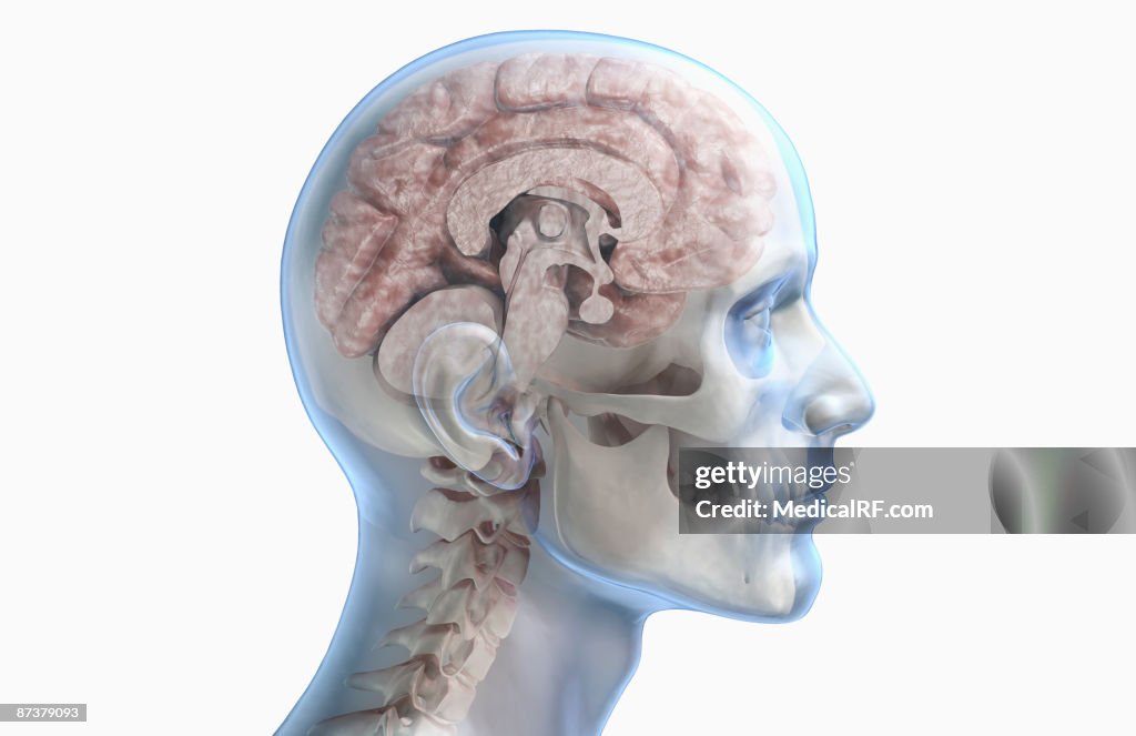 The brain