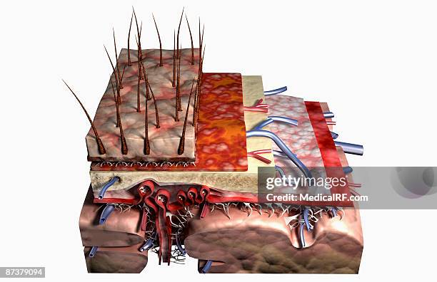 ilustraciones, imágenes clip art, dibujos animados e iconos de stock de sectional anatomy of the scalp - human scalp