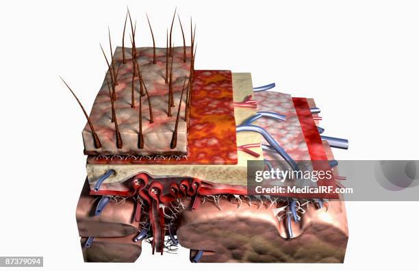 stockillustraties, clipart, cartoons en iconen met sectional anatomy of the scalp - hard hersenvlies