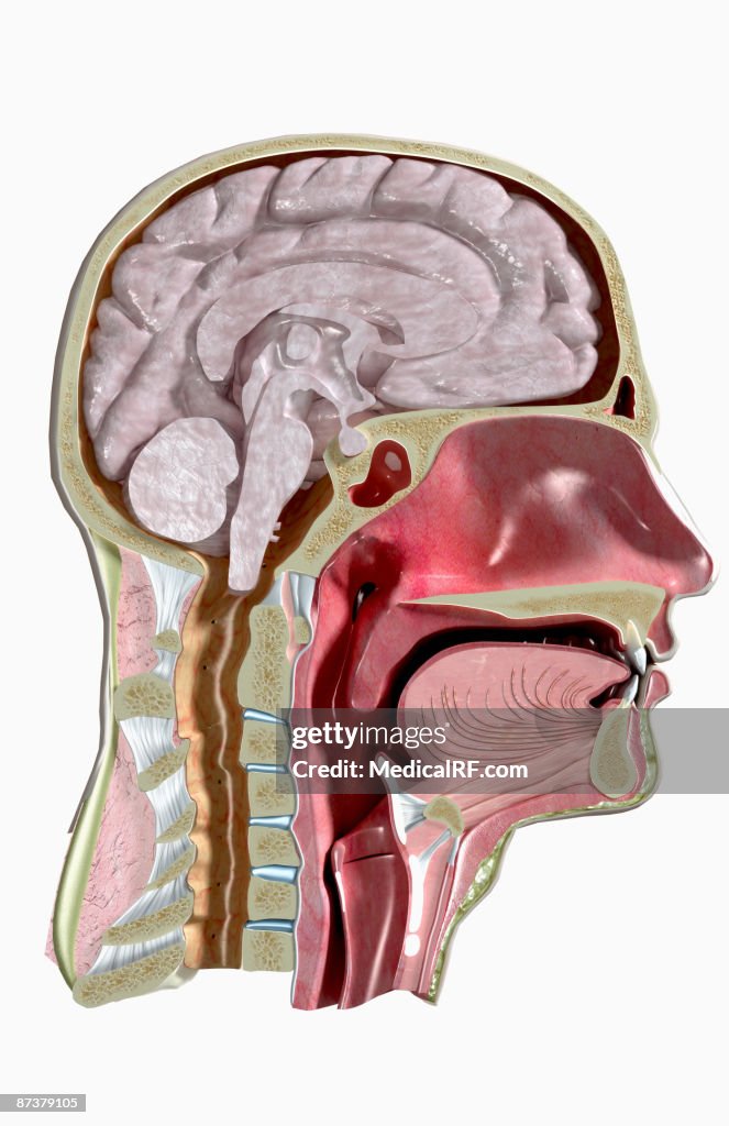 Sectional anatomy of head and neck
