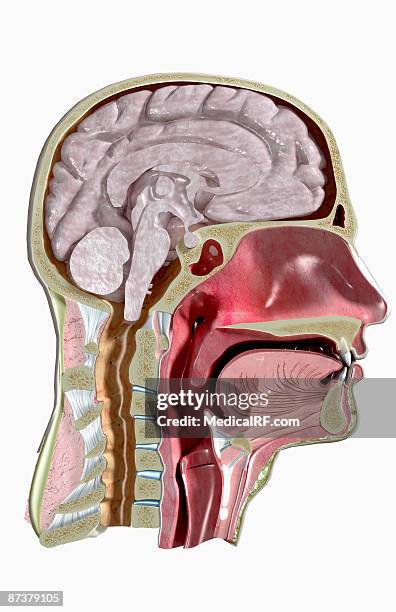 sectional anatomy of head and neck - nasal passage stock illustrations