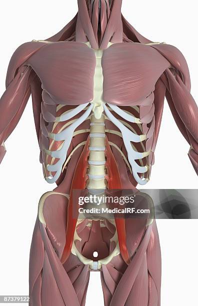 Psoas Back Lower Back Muscles Photos and Premium High Res Pictures - Getty Images