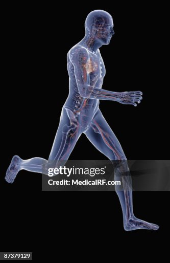The vascular system The vascular system