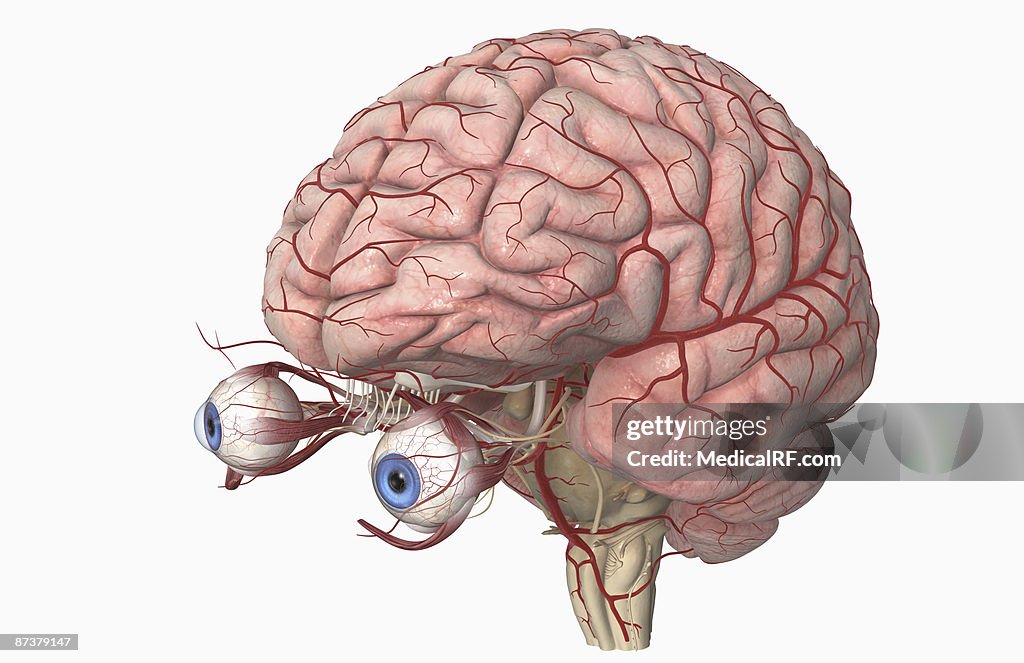 The arteries of the brain and eyes