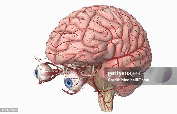 the arteries of the brain and eyes - oculomotor nerve stock illustrations
