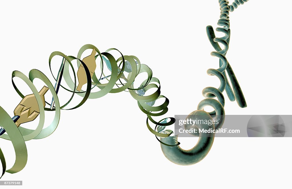 DNA structure