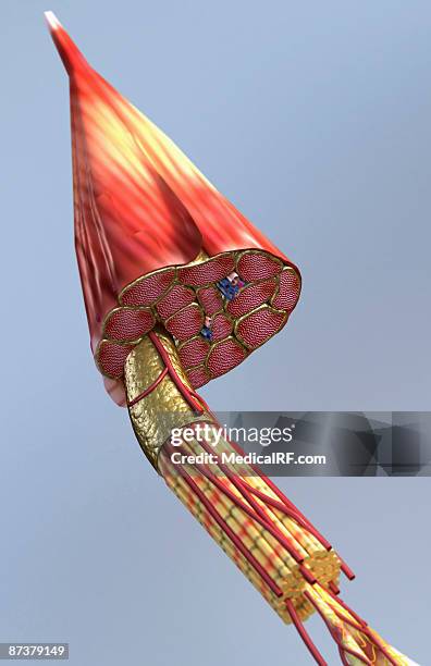 ilustrações de stock, clip art, desenhos animados e ícones de muscle structure - músculo esquelético