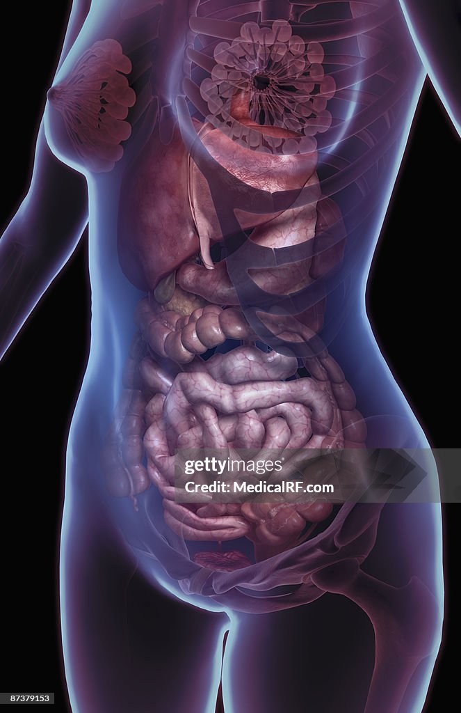 The digestive system