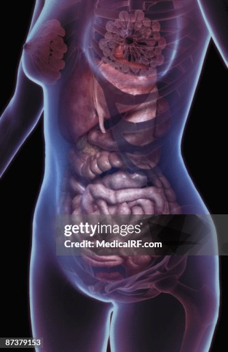 The digestive system The digestive system