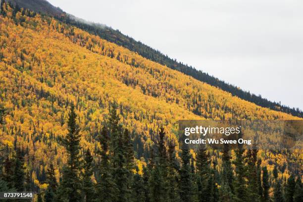 autumn in denali park village - wu swee ong stock pictures, royalty-free photos & images