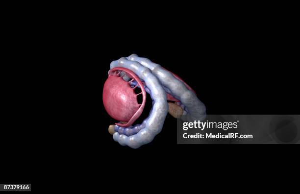 stockillustraties, clipart, cartoons en iconen met the limbic system - zeepaardwinding