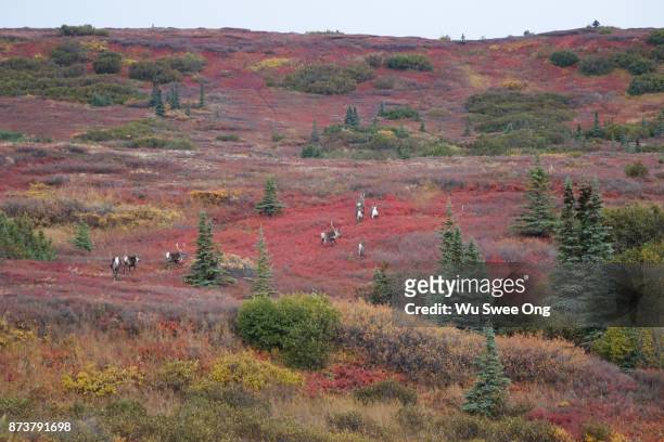autumn in the denali wilderness - wu swee ong stock pictures, royalty-free photos & images