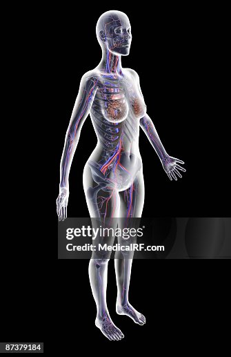 The vascular system The vascular system