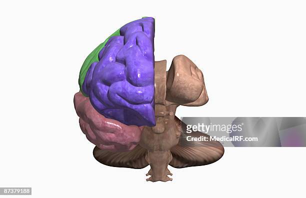 the brain - cerebral cortex stock-grafiken, -clipart, -cartoons und -symbole