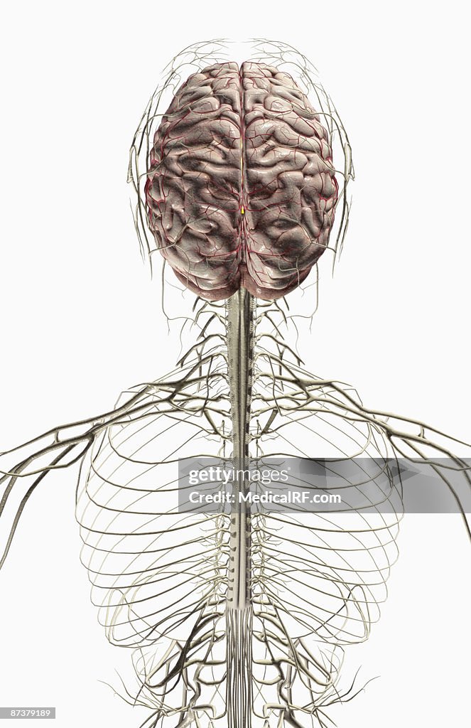The brain and nerves of the head and neck