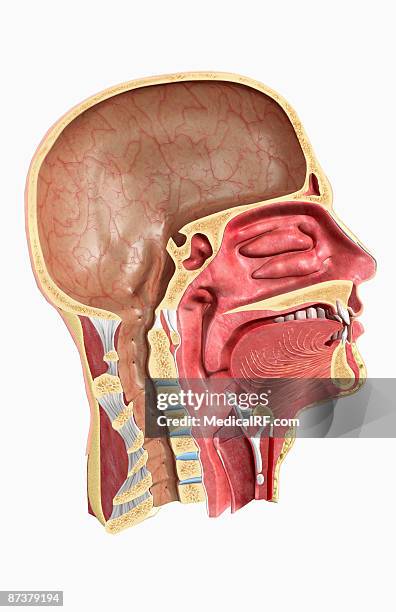 illustrazioni stock, clip art, cartoni animati e icone di tendenza di the upper respiratory system - nasal passage